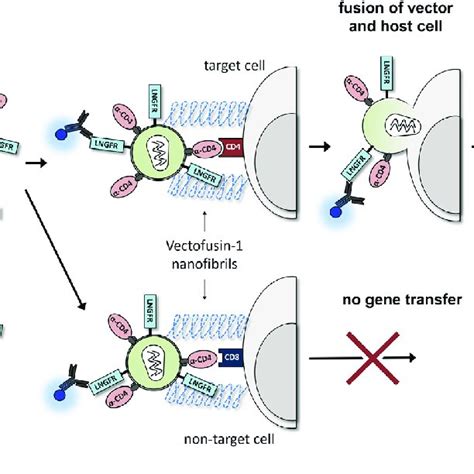 vectofusin 1 research.